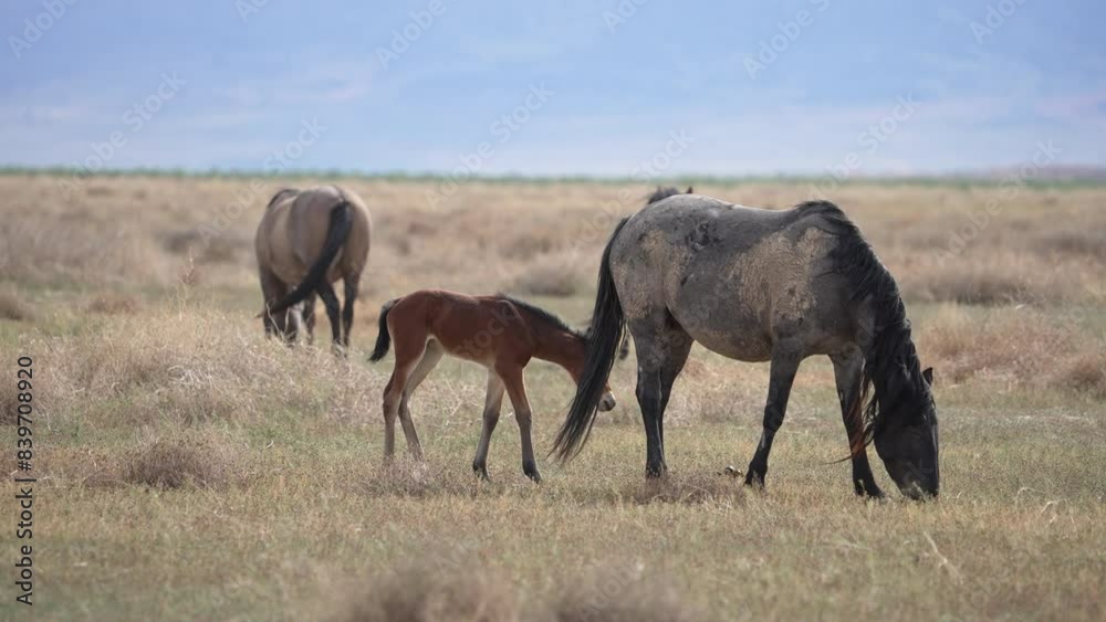 Zoom out of wild horse foal and mare in the Utah desert as they graze the landscape. Zoom out of wild horse foal and mare in the Utah desert as they graze the landscape.