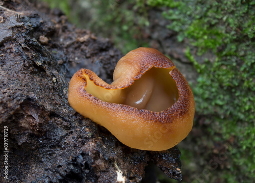 Wild mushrooms growing in the forest. Fungi - Peziza badia - Auricularia auricula-judae photo