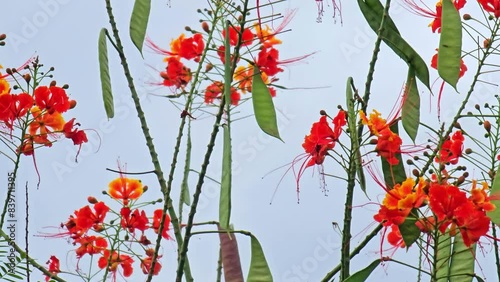 Little hummingbird on a cloudy day enjoying a flowering tree. selective focus.