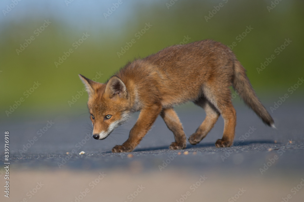 Fototapeta premium Red Fox Cubs in summertime baby and wild cute foxes vulpes vulpes, June 2024 United Kingdom 