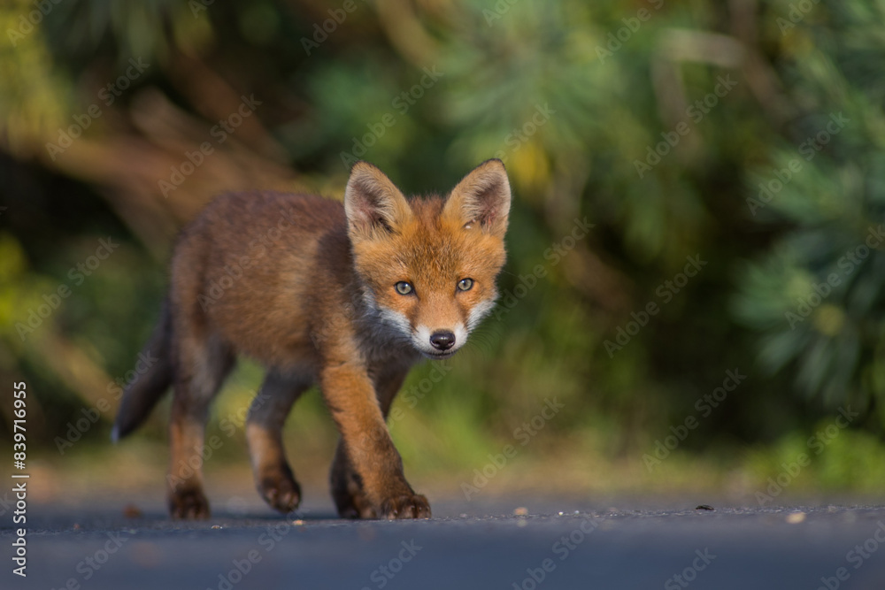 Red Fox Cubs in summertime baby and wild cute foxes vulpes vulpes, June 2024 United Kingdom Red Fox Cubs in summertime baby and wild cute foxes vulpes vulpes, June 2024 United Kingdom