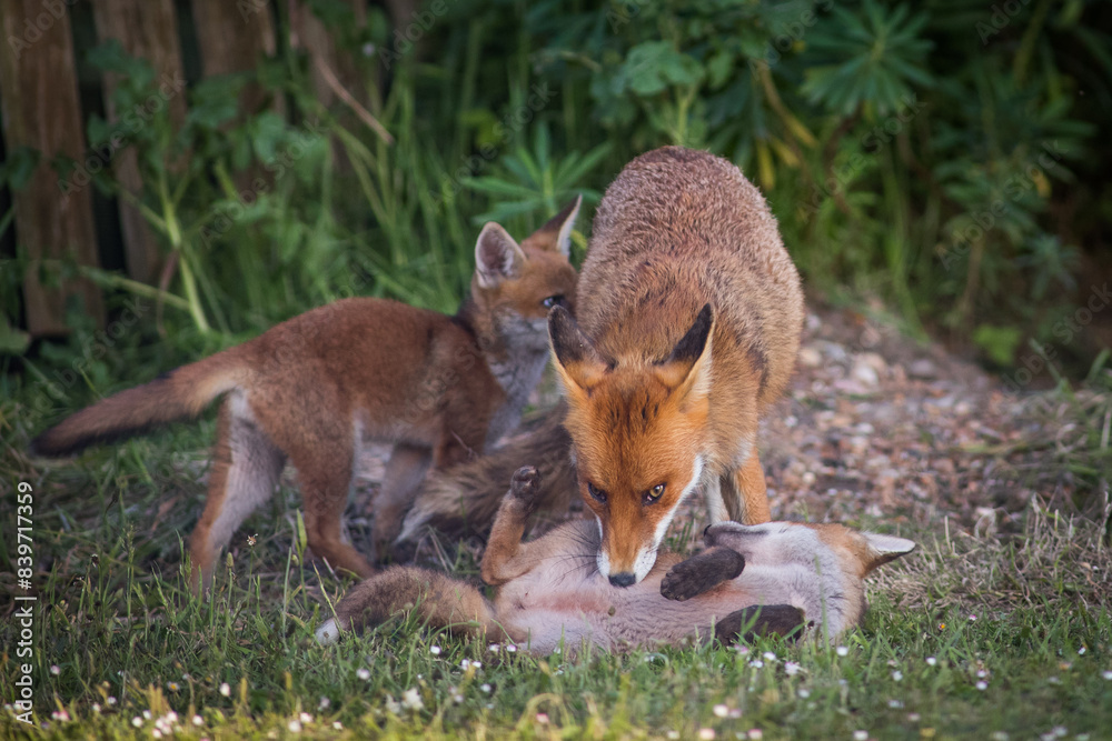 red fox mother grooming cubs outside den in garden, london red fox mother grooming cubs outside den in garden, london