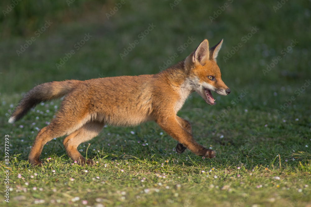 Red Fox Cubs in summertime baby and wild cute foxes vulpes vulpes, June 2024 United Kingdom Red Fox Cubs in summertime baby and wild cute foxes vulpes vulpes, June 2024 United Kingdom