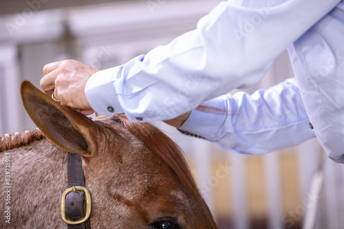 Horse grooming banding forelock