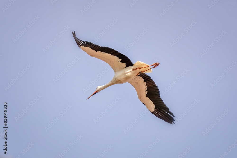 Obraz premium Storch im Flug 