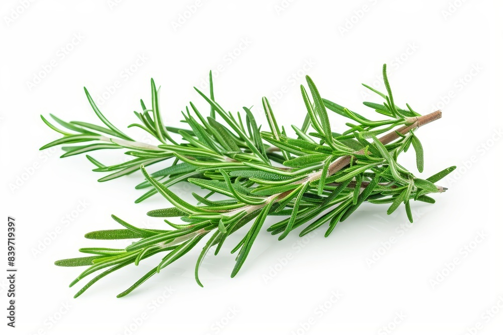 Fresh rosemary isolated on white background Fresh rosemary isolated on white background