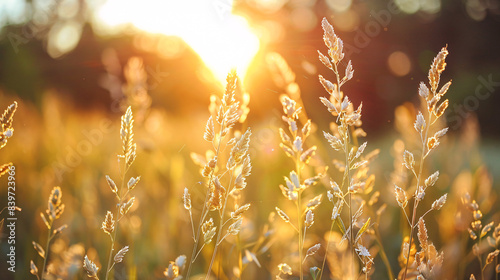 sunset in the field