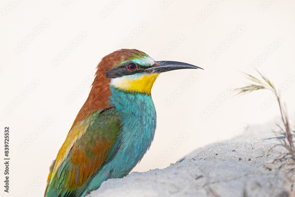 Fototapeta premium European Bee-eater waiting in front of the nest. Merops apiaster, close-up.