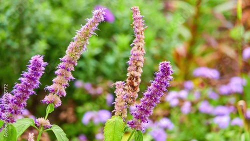 Agastache rugosa wrinkled giant hyssop, purple giant hyssop, Indian mint, blue licorice, huo xiang, and Chinese patchouli, is aromatic herb in mint family, native to East Asia.