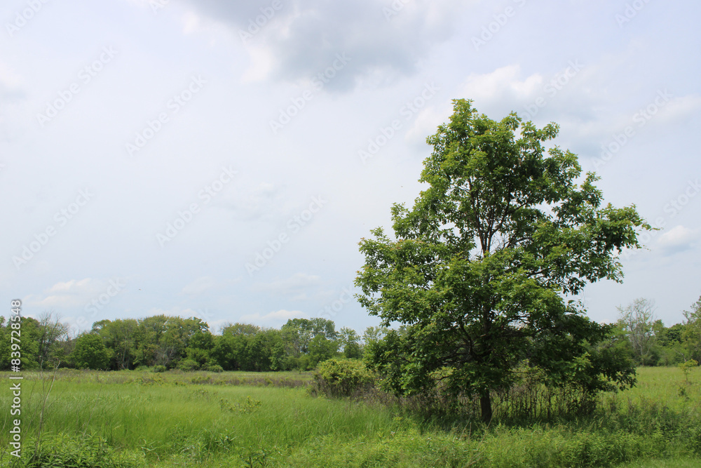 Obraz premium Single red oak tree in a field with a dark cloud at Wayside Woods in Morton Grove, Illinois