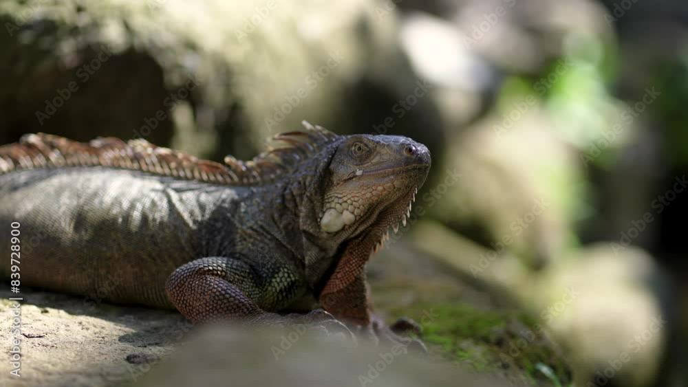 Close up shot of iguana with green nature background. Large tropical lizard in safari park Close up shot of iguana with green nature background. Large tropical lizard in safari park