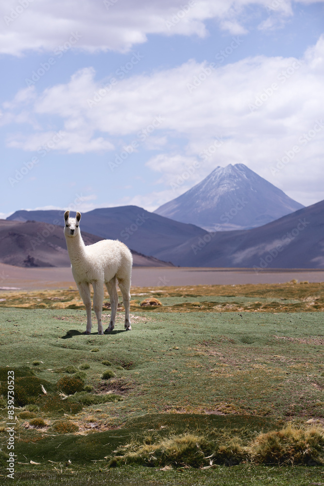 Obraz premium llama