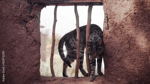 Canvas Print Cat