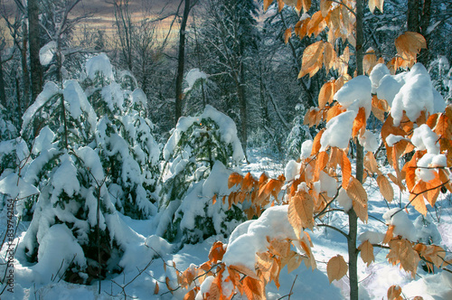 winter scenes after snow storm in Quebec country, Canada