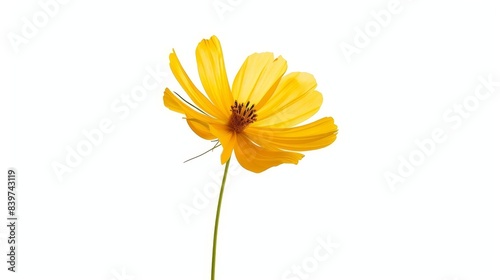 Wallpaper Mural graceful yellow cosmos flower blooming in isolation on pure white background minimalist floral illustration Torontodigital.ca