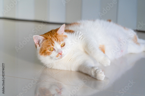 Adorable Scottish and Various activities of pets