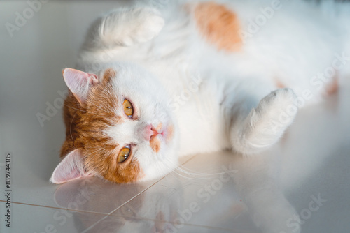 Adorable Scottish and Various activities of pets