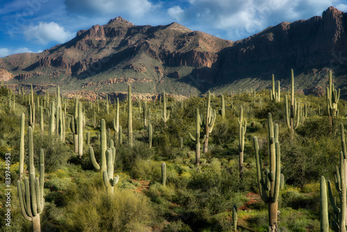 Superstition Mountain with Saguaro Cacti photo