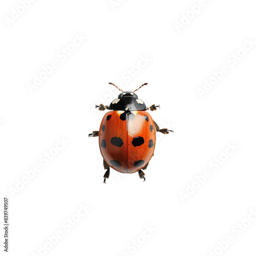 lady bug isolated on white background