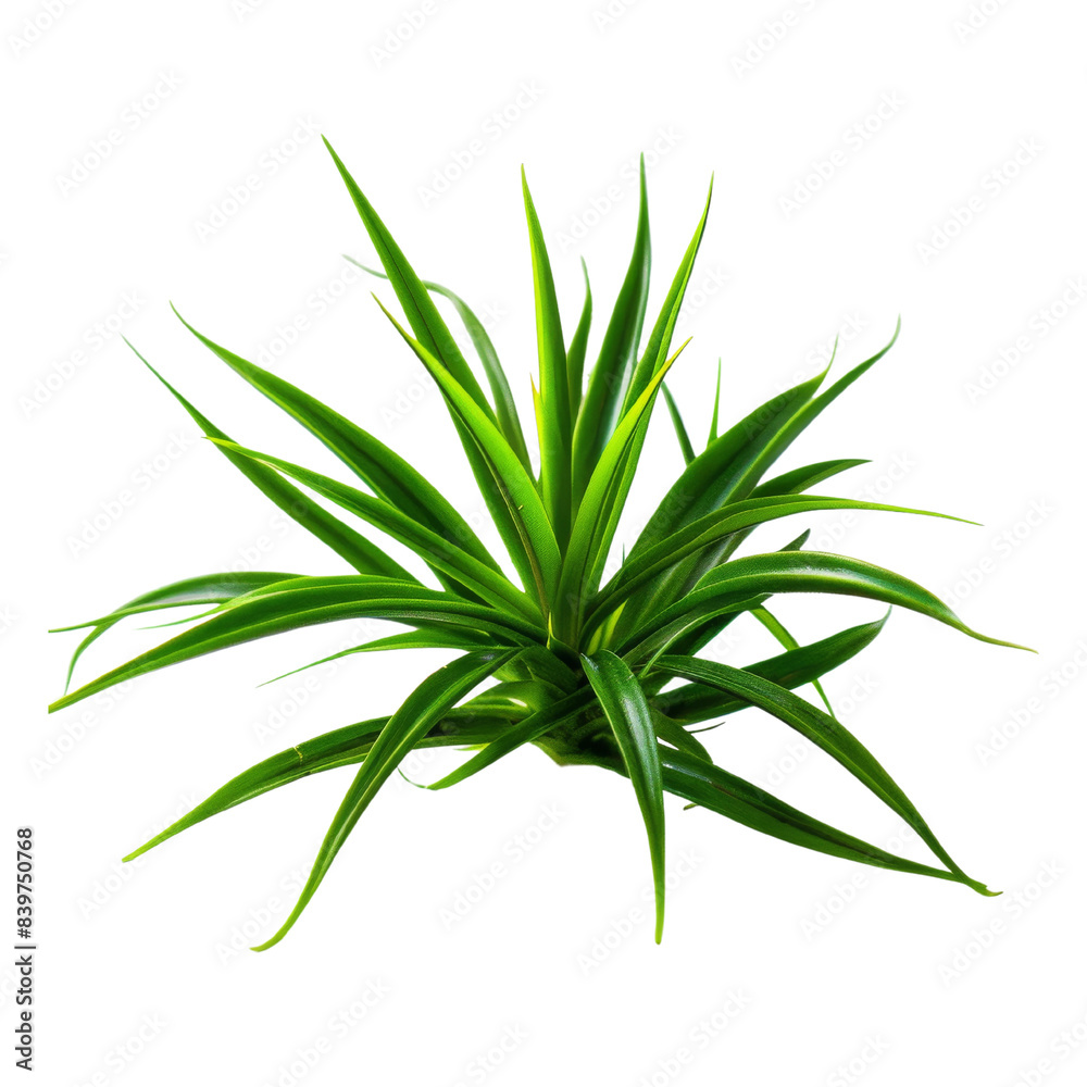 Fototapeta premium Green Plant with Long Narrow Leaves on white Background