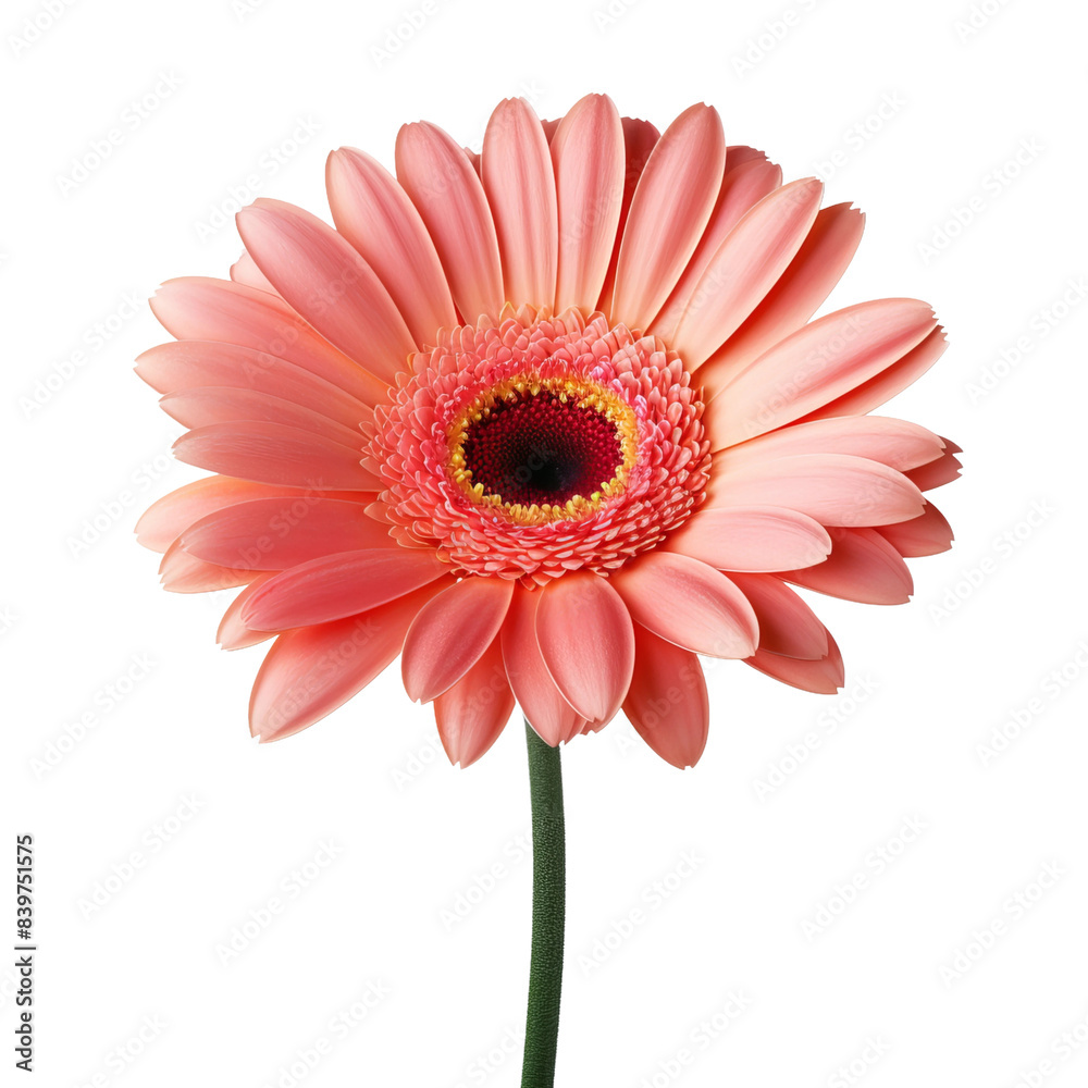 red gerbera isolated on white