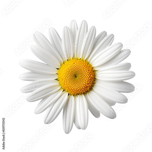 daisy isolated on white background