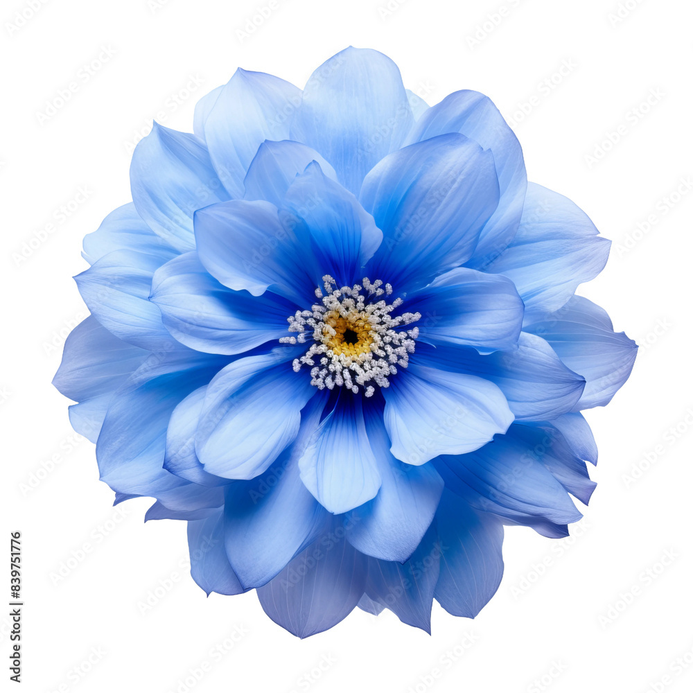 Fototapeta premium blue flower, white background, png