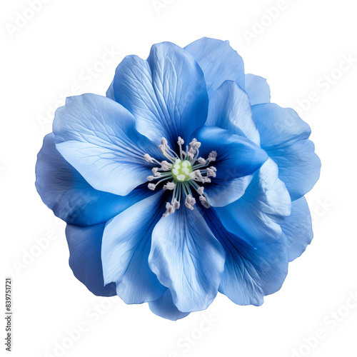 blue flowers isolated on white