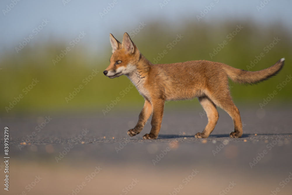 Fototapeta premium red fox cub side photo isolated green backdrop on tarmarc road, vulpes vulpes, united kingdom