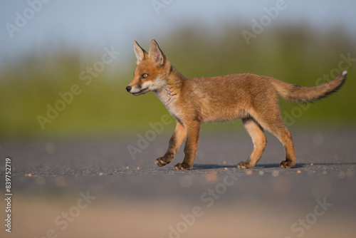 red fox cub side photo isolated green backdrop on tarmarc road  vulpes vulpes  united kingdom