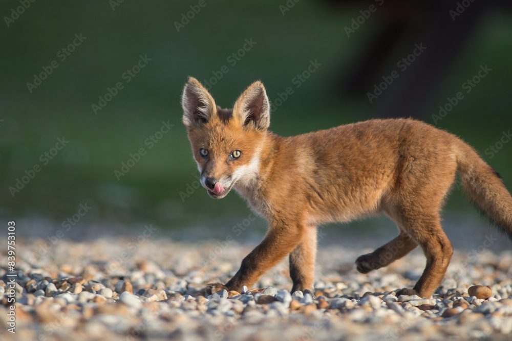 red fox cub licking face