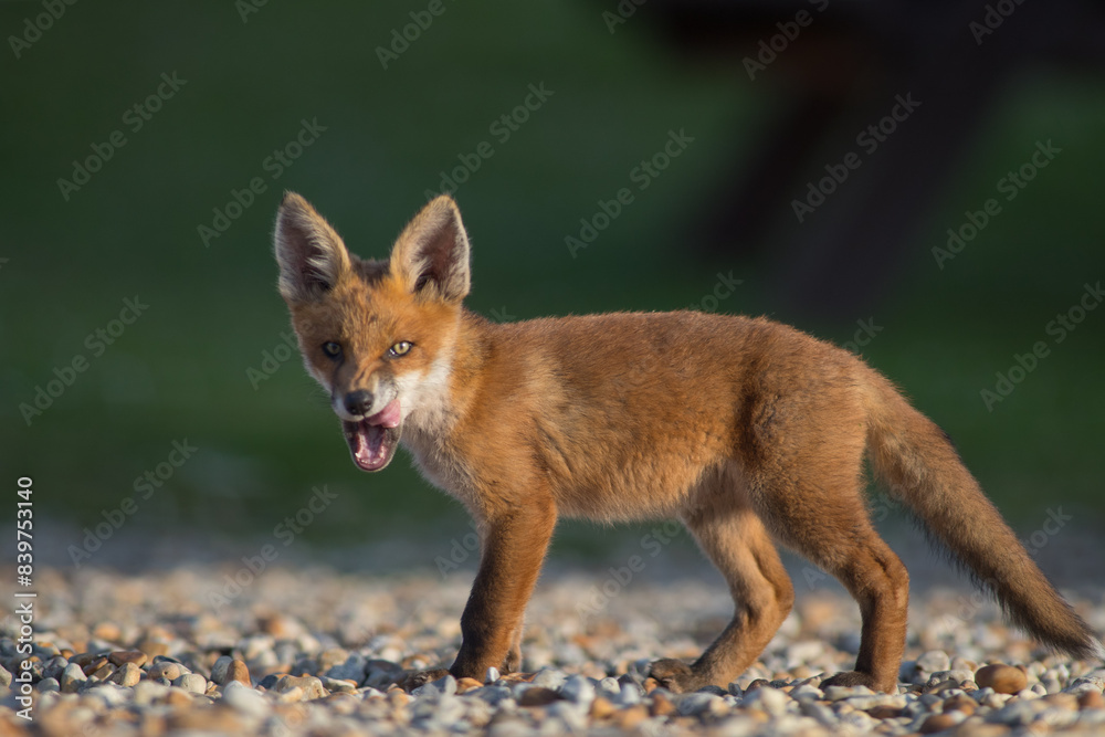 red fox cub red fox cub