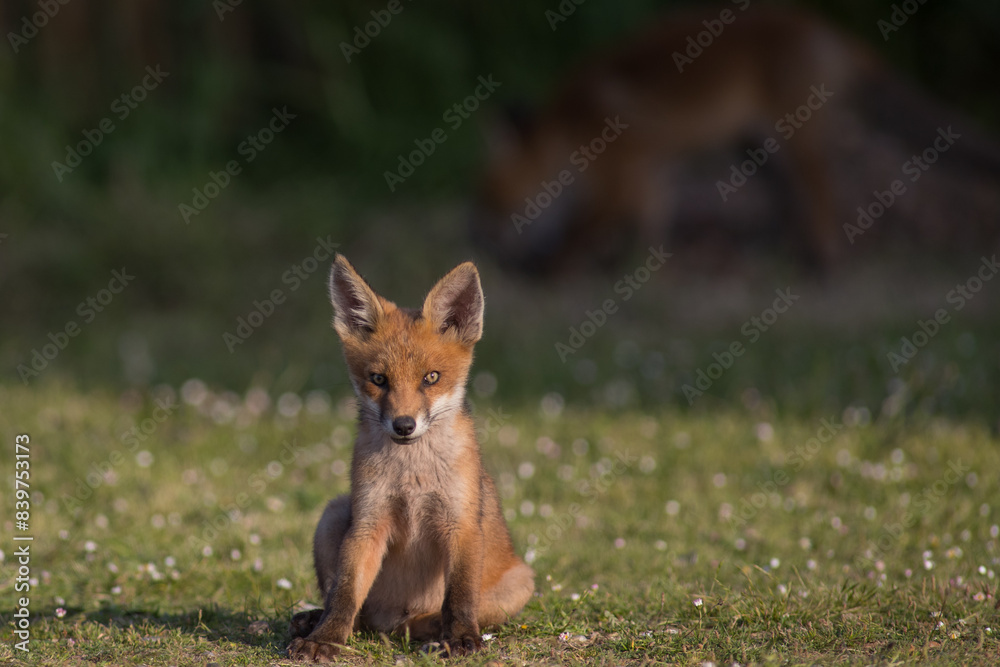 red fox vulpes sat in evening sun on daisyfield grass in urban garden red fox vulpes sat in evening sun on daisyfield grass in urban garden