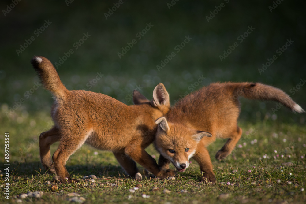 Fototapeta premium Close up of two playful Red fox cubs (Vulpes vulpes) in the field of grass, local park urban. United Kingdom 
