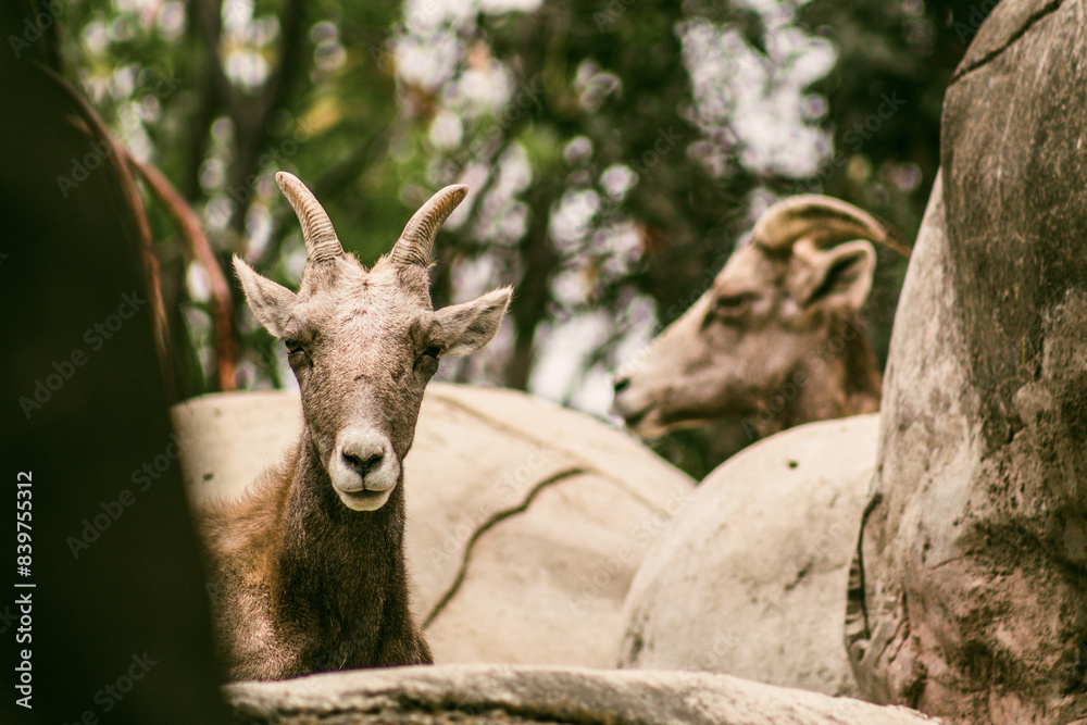 bighorn sheep couple at the mexico zoo
bighorn sheep couple at the mexico zoo