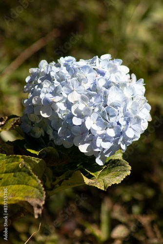 Blue hydrangea photo