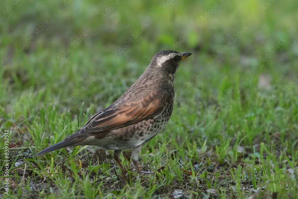dusky thrush in a field dusky thrush in a field