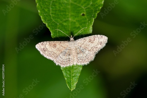 Dwarf tawny wave moth Cyclophora nanaria insect on leaf nature Springtime pest control.