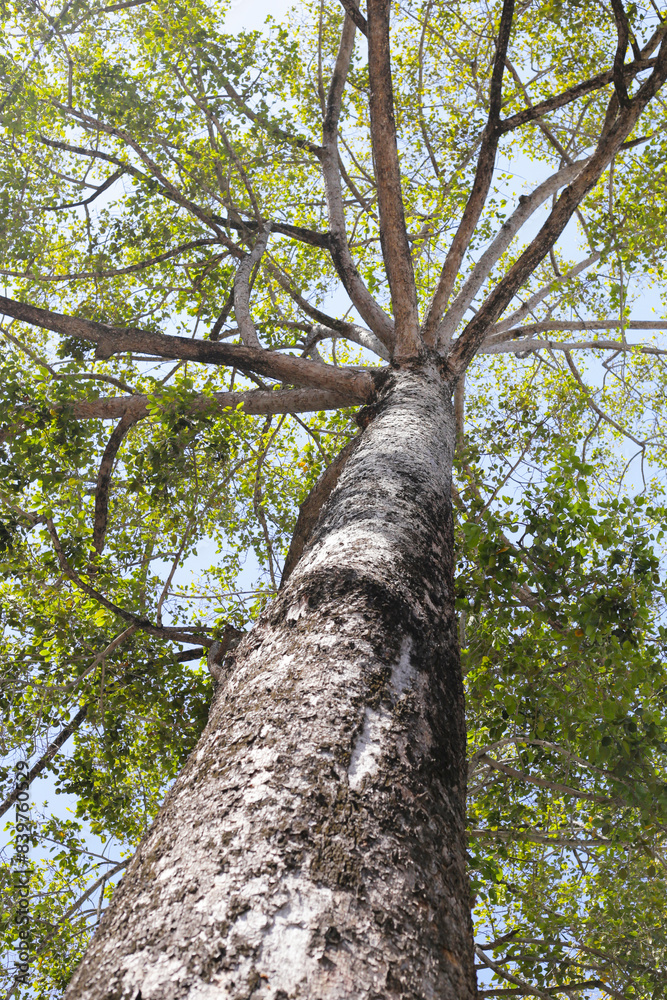 Fototapeta premium Big and tall tree with branches