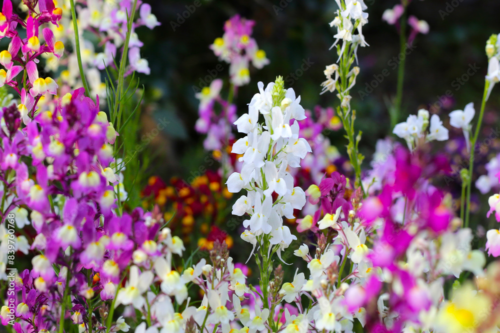 Linaria flower in the garden Linaria flower in the garden