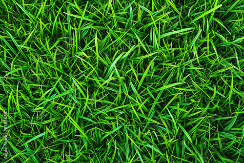 Grass, park field texture green