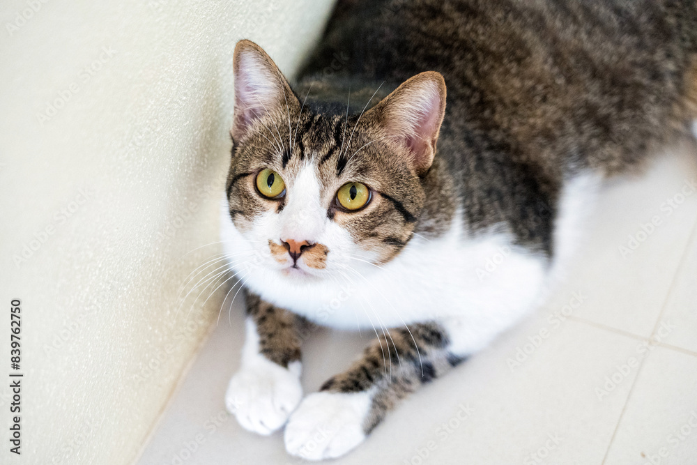 domestic cat in various activities of pets