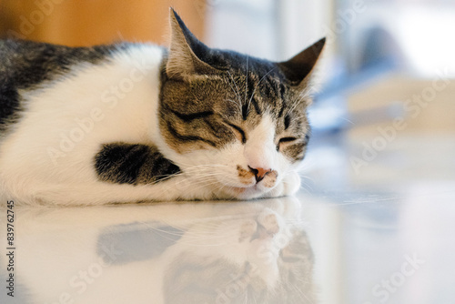 domestic cat in various activities of pets