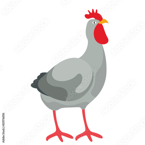 chicken illustration