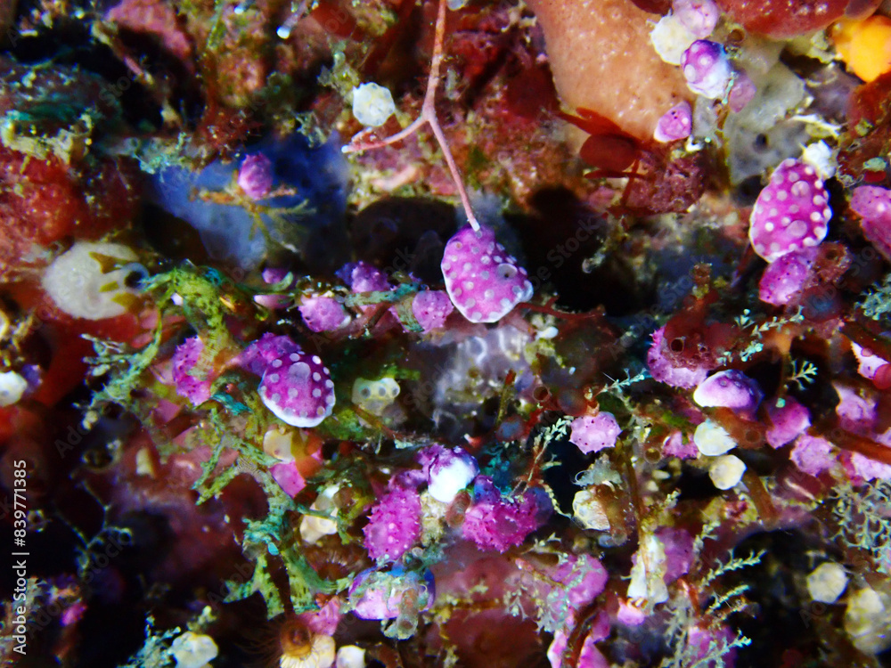 coral reef in the sea