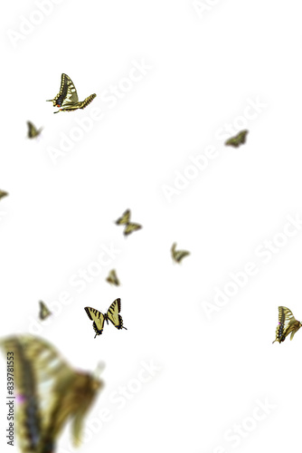 Realistic Color Butterfly Insect Flying Magical Wonderland Special Effects Photos Layered PNG Cutout Free Post Production PSD Template Materials