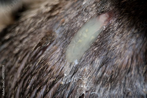 A cat abscess appears when the body is fighting off a localised bacterial infection photo