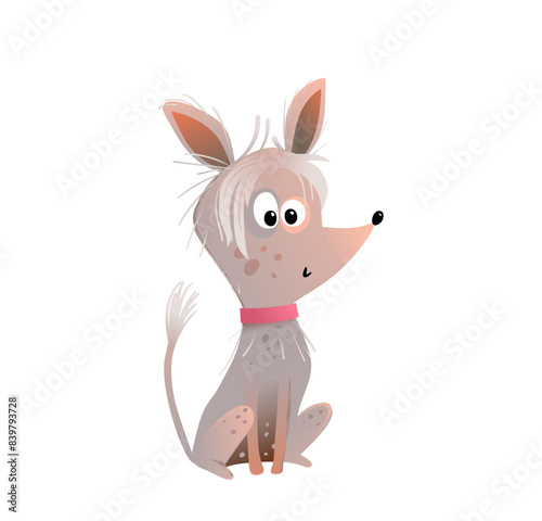 Cute little purebred Chinese Crested Dog sitting. Funny naked hairless skinny puppy, best friend character graphic design, kids illustration. Domestic animal vector clipart cartoon for children.