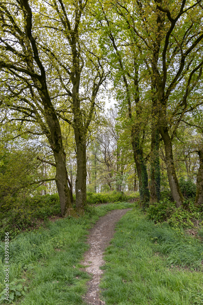dark and old European forest with many tall trees
dark and old European forest with many tall trees
