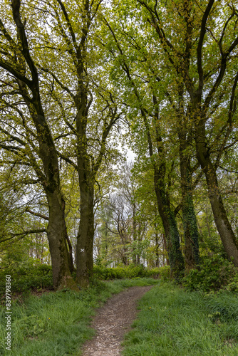 dark and old European forest with many tall trees 